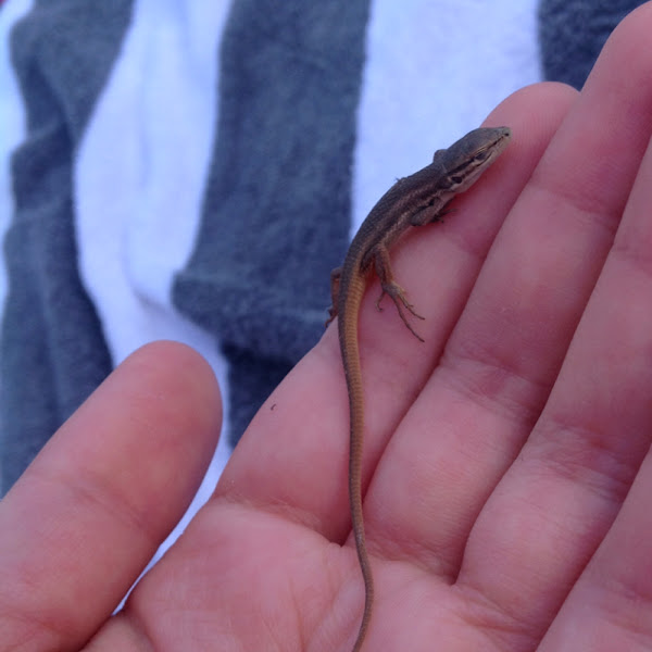 Algerian Sand Lizard Project Noah