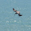 Brown Pelican