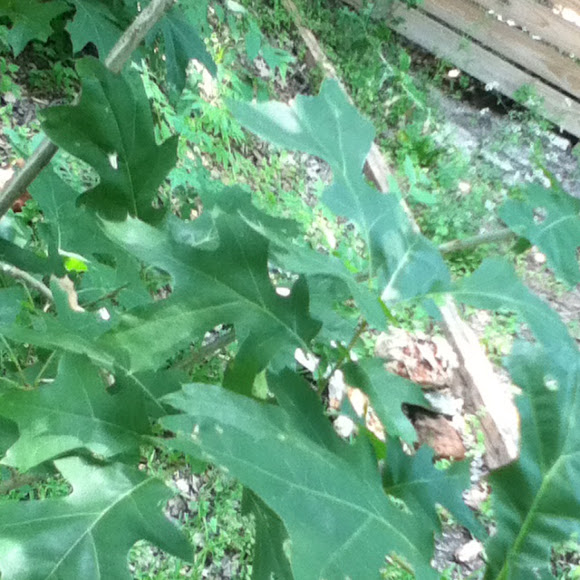 Spotting Image 1