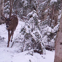 Whitetail deer (Buck)