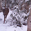 Whitetail deer (Buck)