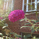 Butterfly Bush
