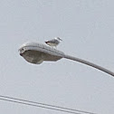 Seagull