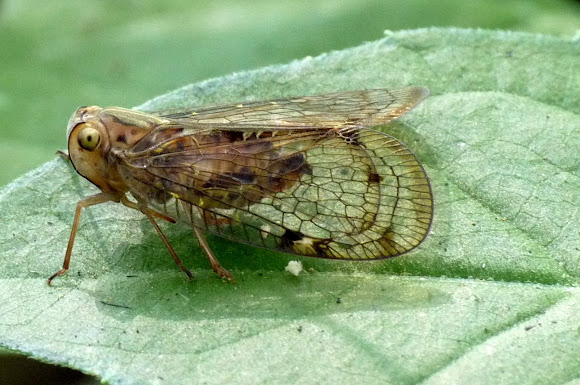 Spotting Image 1