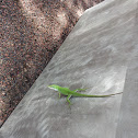 Anole