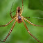 Money Spider, male