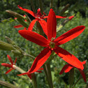 Royal Catchfly