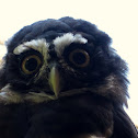 Spectacled Owl
