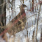Ring-necked Pheasant