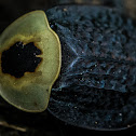 American Carrion Beetle