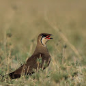 Oriental Pratincole