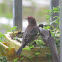 House Finch