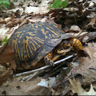 Eastern Box Turtle