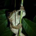 Marbled tree frog