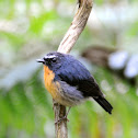 Snowy browed Flycather - Male