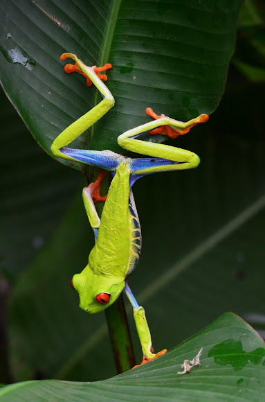 Spotting Image 1