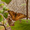 Variegated fritillary