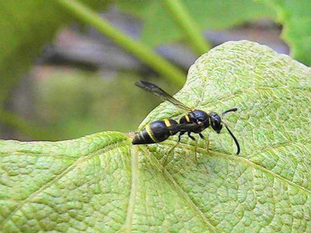 Wasp