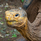 Galapagos Tortoise