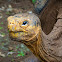 Galapagos Tortoise