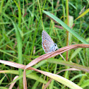 Common Blue