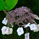 LACECAP HYDRANGEAS