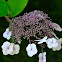 LACECAP HYDRANGEAS