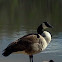 Canada Goose