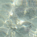 mantaray