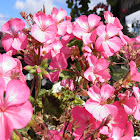 Pink pansies