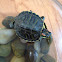 Red-eared slider