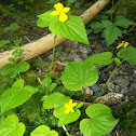 Yellow Prairie Violet