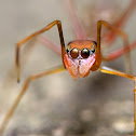 Red Ant Mimic Jumping Spider