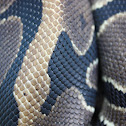 Ball Python