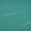 Atlantic Needlefish