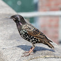 Common Starling