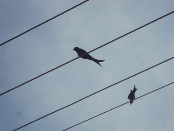 Spotting Image 1