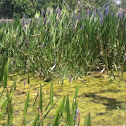 Purple Loosestrife