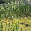 Purple Loosestrife