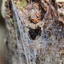 Black House Spider