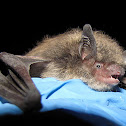 Little Brown Bat