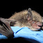 Little Brown Bat