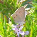 Oak Hairstreak Butterfly