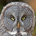 Great Grey Owl