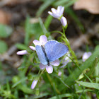 spring azure