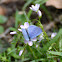 spring azure