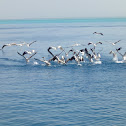Great White Pelican