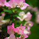 Bougainvillea