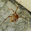 Brown Widow Spider