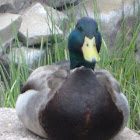 Mallard Duck